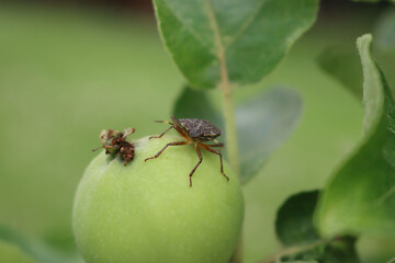 Brown Marmorated shield bug on unripe Apple fruit on branch in the orchard. Halyomorpha halys insect on fruit. 