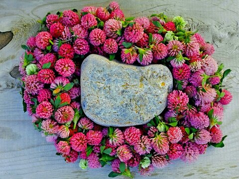 Red clover flower round frame & rock stone on wooden background. Medicinal herb pink clover flowers in circle shape on wood tabale with natural gray rock. Clover flowers border pattern text space