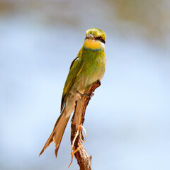 Swallow-tailed Bee-eater perched in the Kalahari