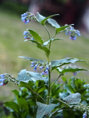 Beautiful little blue flowers of the comfrey, Symphytum officinale, is used in organic medicine