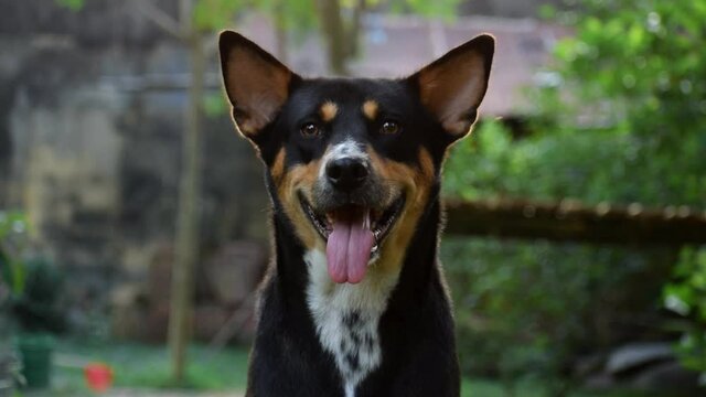 Indian black dog looking at the camera and breathing heavily keeping his tongue out