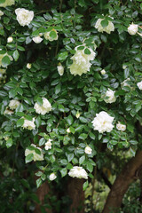 Beautiful climbing white roses on bush in the garden on springtime