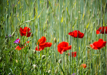 Obraz premium Mohn im Getriedefeld