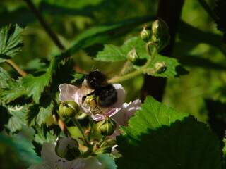 owady,kwiaty © wadysaw