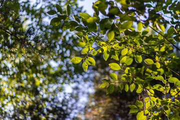 Beautiful green leaves on a tree on a sunny day