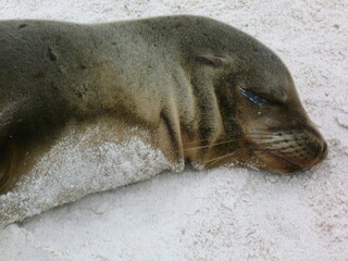 Lion de mer sur le sable Galapagos