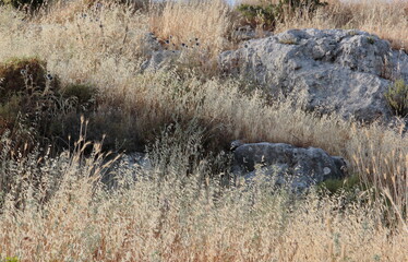 the dry grass in the mountains