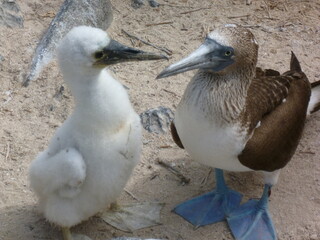 Fou à pied bleu Oiseau Galapagos