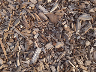 Wood sawdust background. Wood sawdust in the forest. Texture background of sawdust