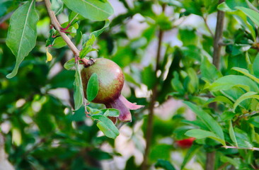 green granat on a tree