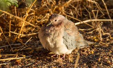 Laughing Dove huddled against the desert cold of the Kalahari
