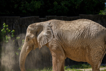 動物園の大きな象