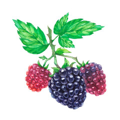 Blackberry, bramble, dewberry with leaves. Colorful watercolor illustration isolated on white background.
