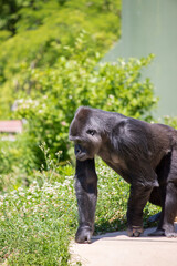 Obraz premium 動物園の可愛いゴリラ