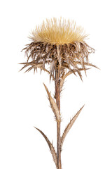 Carline Thistle on white background