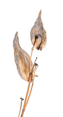Common milkweed on white background