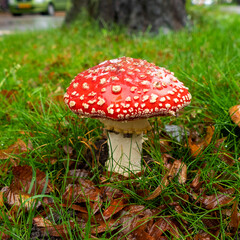 Close up of Amanita muscaria (fly agaric or fly amanita)
