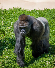 動物園の可愛いゴリラ