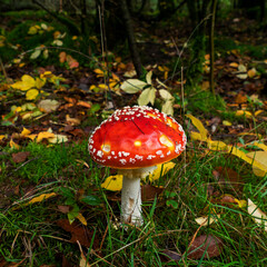 Close up of Amanita muscaria (fly agaric or fly amanita)
