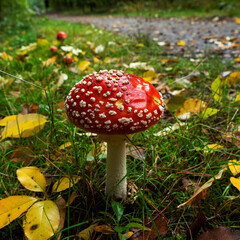 Close up of Amanita muscaria (fly agaric or fly amanita)
