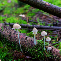 Close up of Mealy Bonnet (Mycena cinerella)

