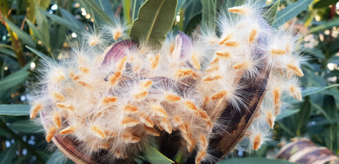 Closeup aerial seeds of Nerium oleande.