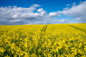 Obraz premium Yellow rapeseed field