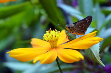 the moth is sucking the cosmos flowers