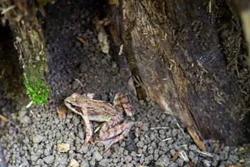 brown frog on the ground