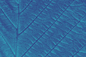Macro texture of leaf veins. Blue toned. morning sunlight as background natural plants landscape, ecology, fresh wallpaper concept. macro with copy space