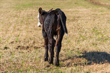 Young black baldy calf walking away