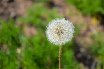 dandelion in the grass