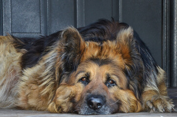 portrait of a dog