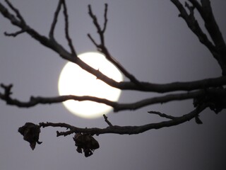 Moon, Johannesburg, South Africa, 2020