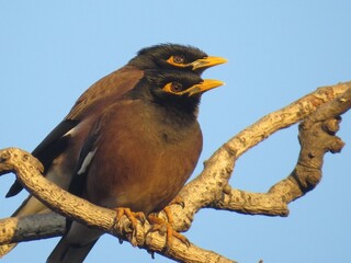Indian Myna, Johannesburg, South Africa, 2019