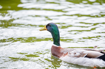 Domestic ducks in water on a farm.