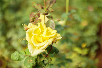 Beautiful yellow roses flower in the garden