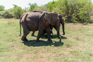 Fototapeta premium Close up of elephant family with a newborn baby elephant in a National Park of Sri Lanka