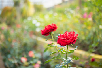 Beautiful red roses flower in the garden