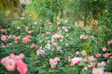 Beautiful colorful pink roses flower in the garden