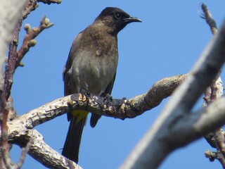 Bulbul, Johannesburg, South Africa, 2019