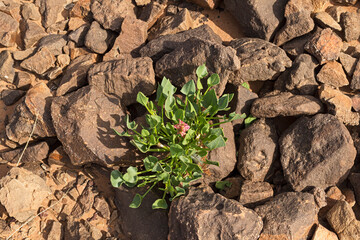 Rumex cyprius knotweed growing in the makhtesh ramon crater in israel among stones covered in a dark brown desert varnish patina