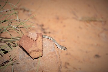 Snake in Arche National Park.