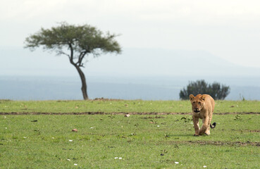 Lion cub in the early morning, Masai Mara