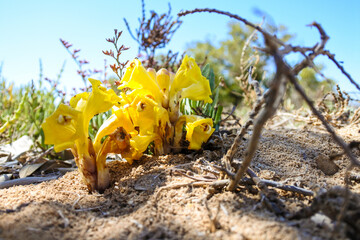 Bright yellow parasitic Cistanche tubulosa (desert hyacinth) with black ants crawling on it...