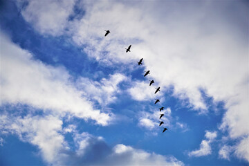 Geese flying in formation in the sky.