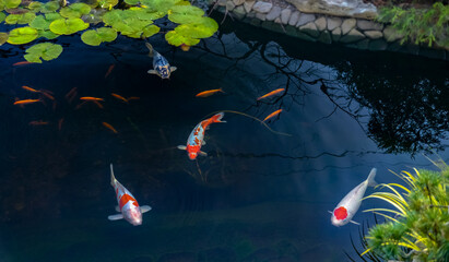 Famous Colorful asian fish Koi carp, colored varieties of Amur carp float in an artificial pond, water garden. , view from above