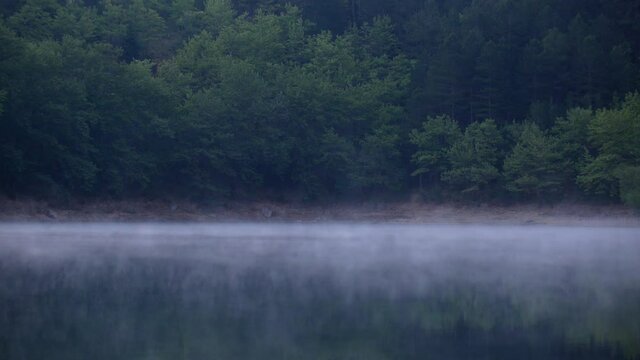 Early Morning Fog Cascades Above Calm Lake Water By Forest Of Green Trees In Background, Static