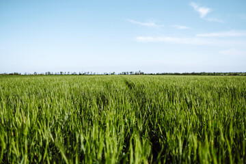 Green wheat field. Ripening ears of wheat field. Sunset light. Summer day 