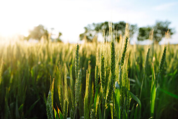 Green wheat field. Ripening ears of wheat field. Sunset light. Summer day 